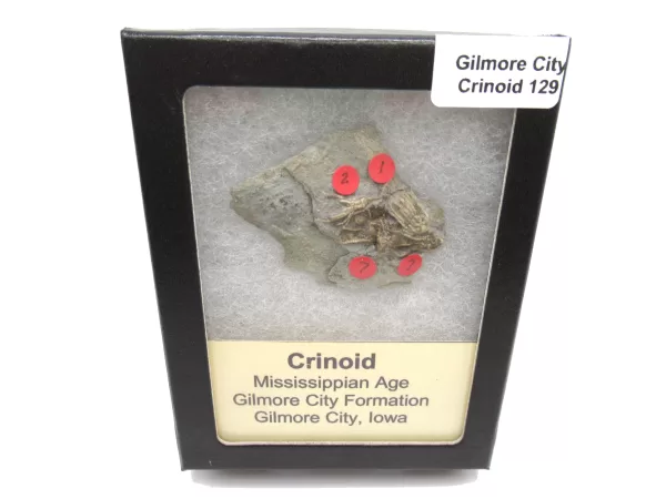 General Crinoid Fossils For Sale- Gilmore City Iowa Mississippian Crinoid Plate #R129