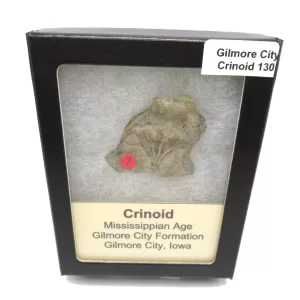 General Crinoid Fossils For Sale- Gilmore City Iowa Mississippian Crinoid Plate #R130