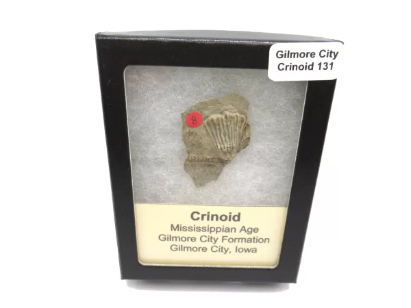 General Crinoid Fossils For Sale- Gilmore City Iowa Mississippian Crinoid Plate #R131