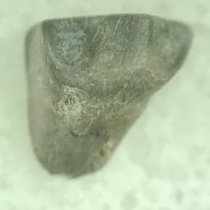 Genuine Leptoceratops Dinosaur Tooth Fossils From Montana For Sale #23