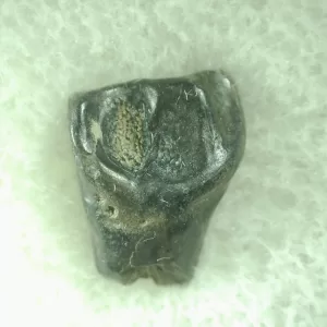 Genuine Leptoceratops Dinosaur Tooth Fossils From Montana For Sale #34