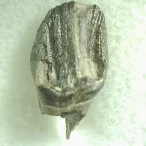 Genuine Leptoceratops Dinosaur Tooth Fossils From Montana For Sale #46