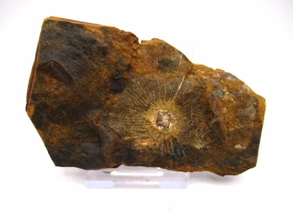 Genuine Paleocene Cyclocarya Fruit For Sale- Morton County, North Dakota #37