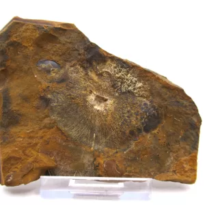 Genuine Paleocene Cyclocarya Fruit For Sale- Morton County, North Dakota #42