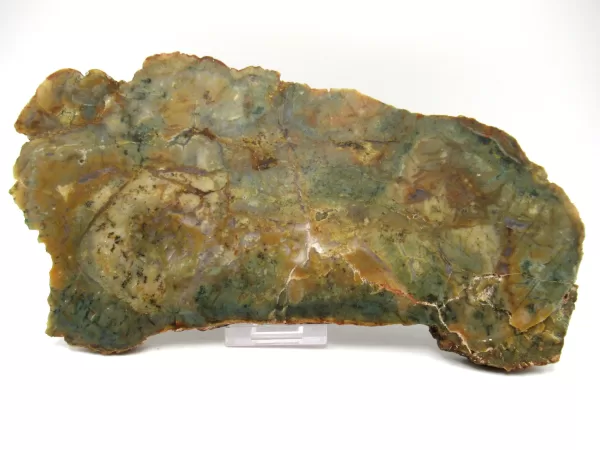 Genuine Jurassic Sauropod Coprolite Fossils From Utah For Sale #48