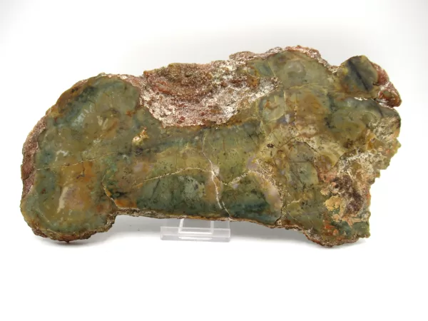 Genuine Jurassic Sauropod Coprolite Fossils From Utah For Sale #48a