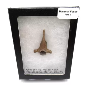 Genuine Pleistocene Fox Bones Fossils From Florida For Sale #7