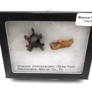 Genuine Pleistocene Fox Bones Fossils From Florida For Sale #8