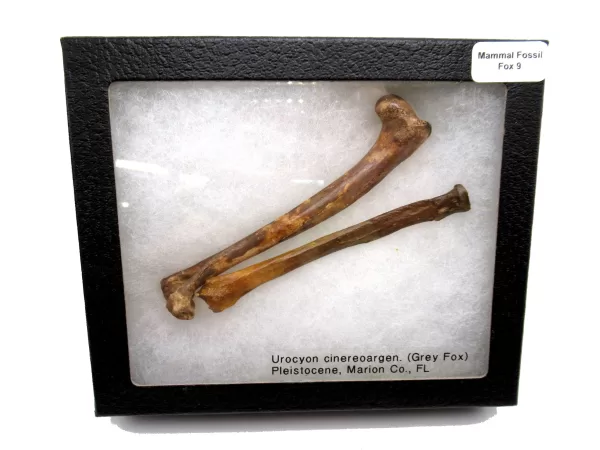 Genuine Pleistocene Fox Bones Fossils From Florida For Sale #9