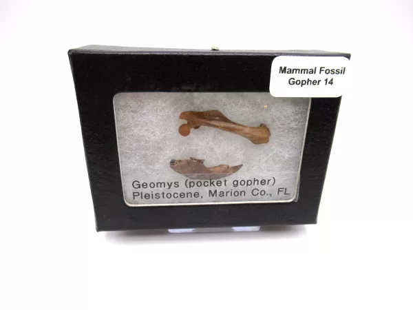 Genuine Pleistocene Gopher Bones Fossils From Florida For Sale #14