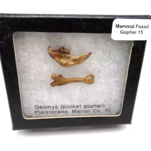 Genuine Pleistocene Gopher Bones Fossils From Florida For Sale #15