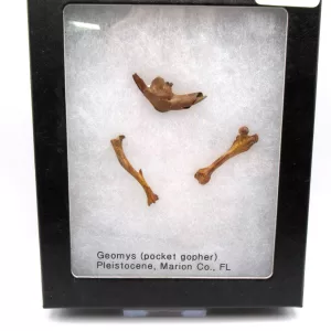 Genuine Pleistocene Gopher Bones Fossils From Florida For Sale #16