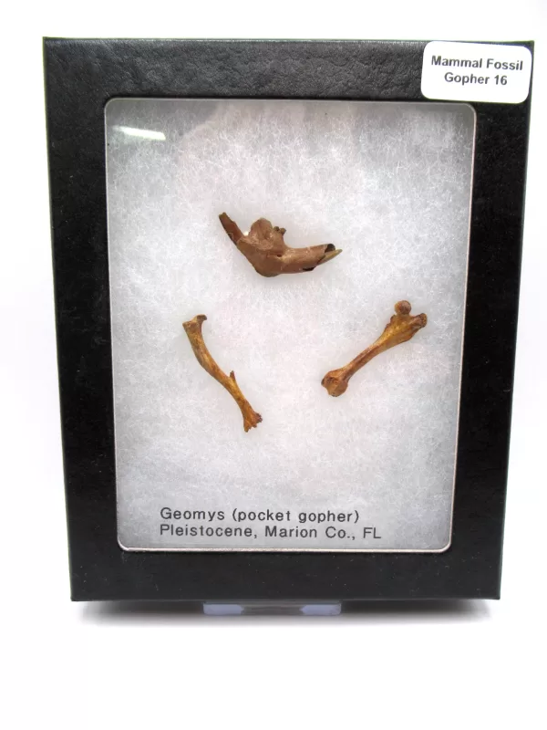 Genuine Pleistocene Gopher Bones Fossils From Florida For Sale #16