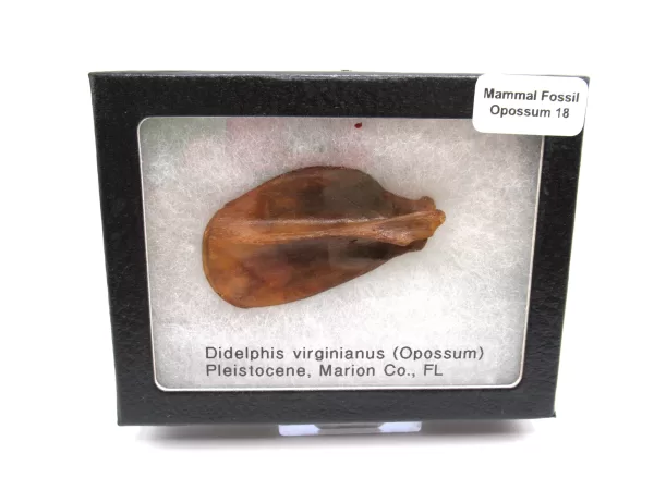 Genuine Pleistocene Opossum Bones Fossils From Florida For Sale #18