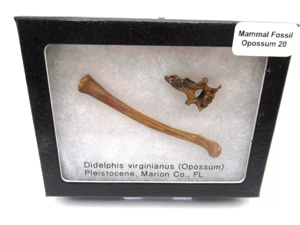 Genuine Pleistocene Opossum Bones Fossils From Florida For Sale #20