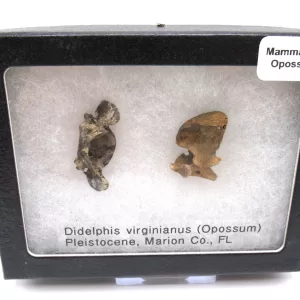 Genuine Pleistocene Opossum Bones Fossils From Florida For Sale #22