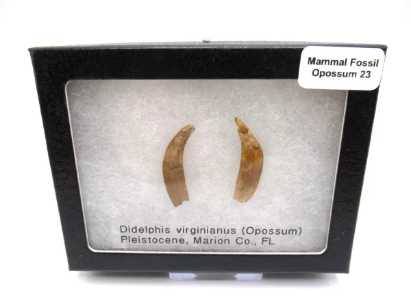 Genuine Pleistocene Opossum Bones Fossils From Florida For Sale #23