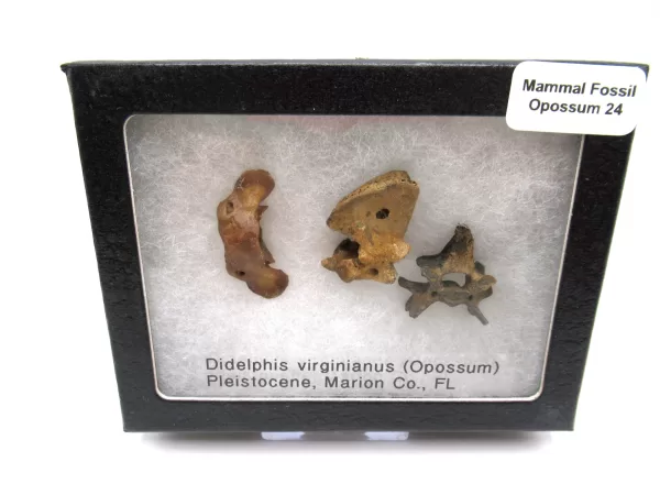 Genuine Pleistocene Opossum Bones Fossils From Florida For Sale #24