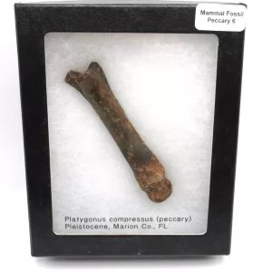 Genuine Pleistocene Peccary Bones Fossils From Florida For Sale #6