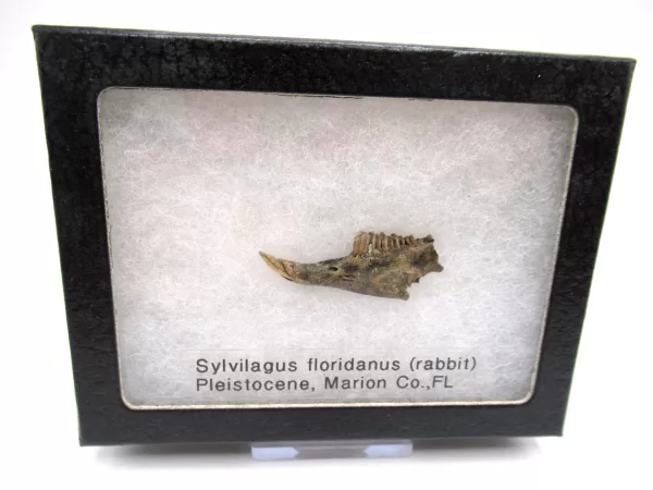 Genuine Pleistocene Sylvilagus Rabbit Jaw Fossils From Florida For Sale #11