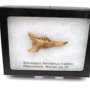 Genuine Pleistocene Sylvilagus Rabbit Jaw Fossils From Florida For Sale #12