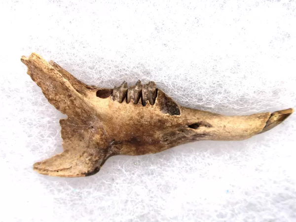 Genuine Pleistocene Sylvilagus Rabbit Jaw Fossils From Florida For Sale #12a