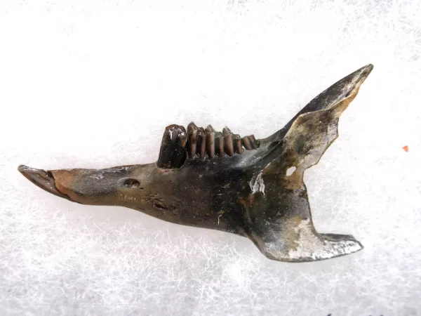 Genuine Pleistocene Sylvilagus Rabbit Jaw Fossils From Florida For Sale #13a