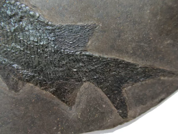 Genuine Permian Paramblypterus Fish Fossils From Germany For Sale #3f