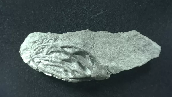 General Mississippian Age Crawfordsville Crinoid Fossils From Indiana For Sale #77