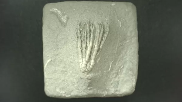 General Mississippian Age Crawfordsville Crinoid Fossils From Indiana For Sale #85