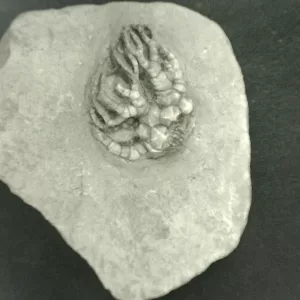 General Mississippian Age Crawfordsville Crinoid Fossils From Indiana For Sale #93