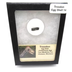 Genuine Cretaceous Troodon Egg Shell Fossils From Montana For Sale #14a