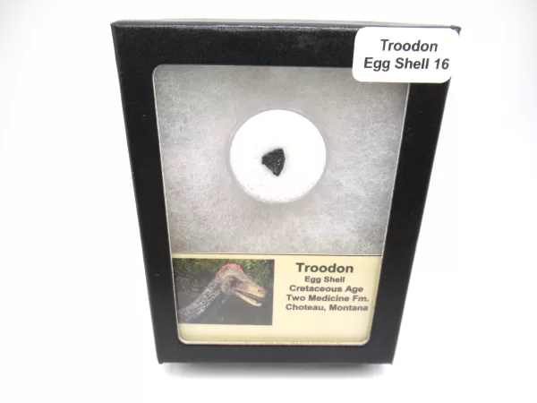 Genuine Cretaceous Troodon Egg Shell Fossils From Montana For Sale #16a