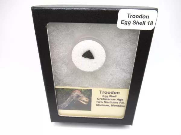 Genuine Cretaceous Troodon Egg Shell Fossils From Montana For Sale #18a