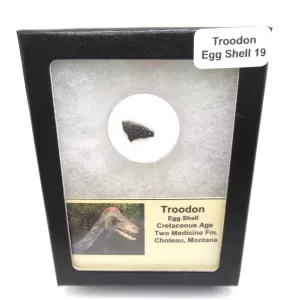 Genuine Cretaceous Troodon Egg Shell Fossils From Montana For Sale #19a