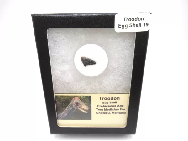 Genuine Cretaceous Troodon Egg Shell Fossils From Montana For Sale #19a