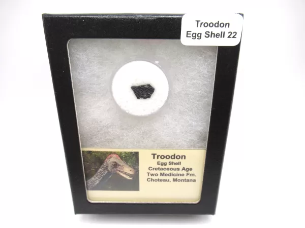 Genuine Cretaceous Troodon Egg Shell Fossils From Montana For Sale #22a