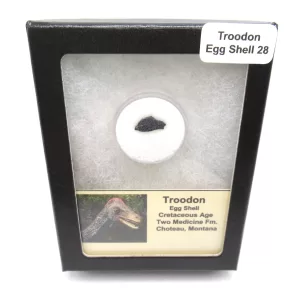 Genuine Cretaceous Troodon Egg Shell Fossils From Montana For Sale #28a