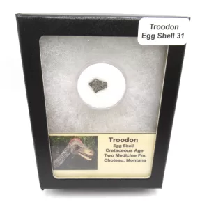 Genuine Cretaceous Troodon Egg Shell Fossils From Montana For Sale #31a