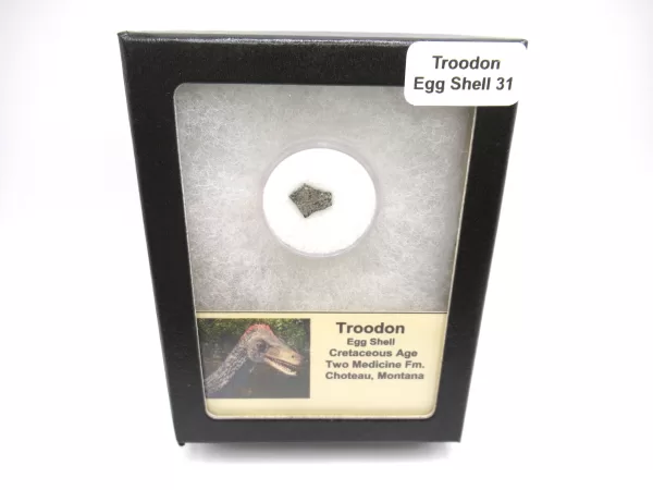 Genuine Cretaceous Troodon Egg Shell Fossils From Montana For Sale #31a