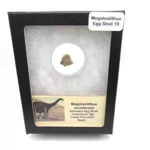 Genuine Cretaceous Megaloolithus Egg Shell Fossils From Spain For Sale #19a