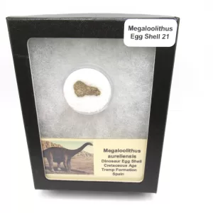 Genuine Cretaceous Megaloolithus Egg Shell Fossils From Spain For Sale #21a