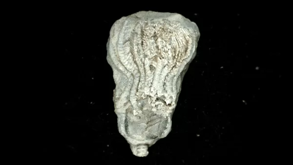 Genuine Mississippian Age Platycrinites Crinoid Fossil for Sale from Alabama #12