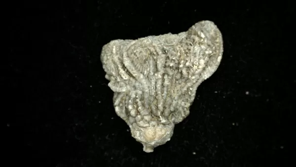 Genuine Mississippian Age Platycrinites Crinoid Fossil for Sale from Alabama #14