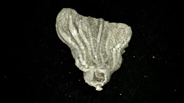 Genuine Mississippian Age Platycrinites Crinoid Fossil for Sale from Alabama #14a