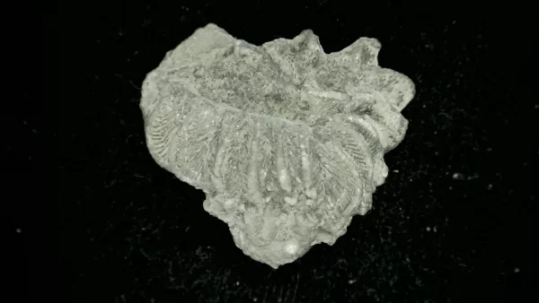 Genuine Mississippian Age Platycrinites Crinoid Fossil for Sale from Alabama #16a