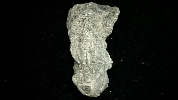 Genuine Mississippian Age Platycrinites Crinoid Fossil for Sale from Alabama #20a