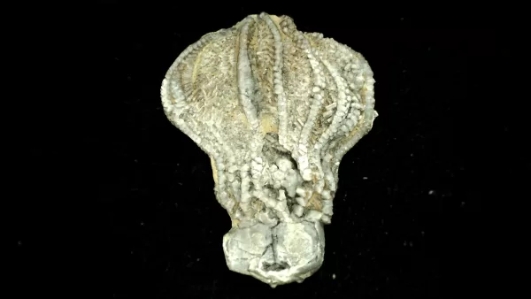 Genuine Mississippian Age Platycrinites Crinoid Fossil for Sale from Alabama #22