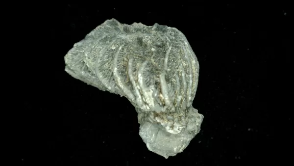 Genuine Mississippian Age Platycrinites Crinoid Fossil for Sale from Alabama #26