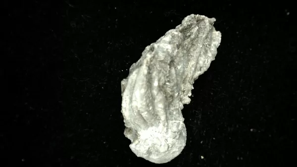 Genuine Mississippian Age Platycrinites Crinoid Fossil for Sale from Alabama #26a